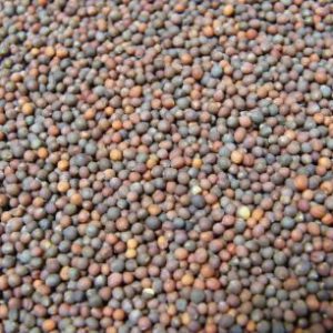 זרעי ברוקולי להנבטה - אקו סטור