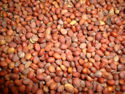 זרעי צנונית להנבטה - זרעים להנבטה - אקו סטור