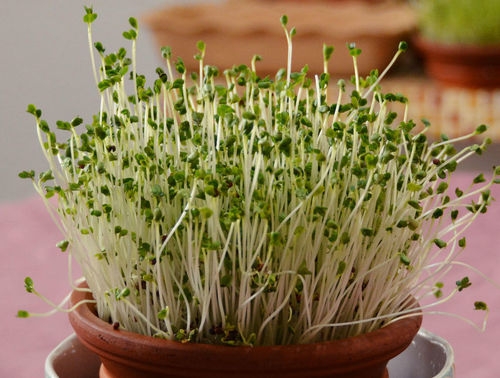 זרעי ברוקולי להנבטה - אקו סטור
